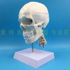 头骨仿真人体头颅骨模型人体头骨模型附颈椎模型头骨解剖模型