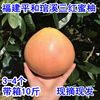 三红蜜柚管溪福建官溪红肉密柚10斤当季漳州平和红心柚子新鲜水果