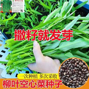 泰国柳叶空心菜种子散装四季播水生盆栽青梗小竹叶蔬菜籽夏季耐热