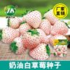 奶油白草莓种子四季盆栽草莓苗牛奶莓种籽阳台盆栽庭院水果种孑籽
