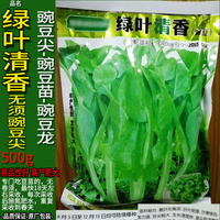 绿叶清香500g豌豆，尖苗青豆麦寒雪籽