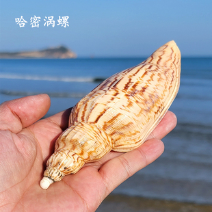 天然稀有大海螺贝壳摆件哈密涡螺标本收藏鱼缸造景装饰闪电涡螺