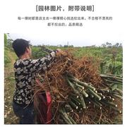 发财树盆栽大树桩客厅办公室内四季常青开业招财大型绿植产地直发