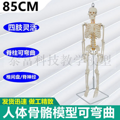 人体骨骼模型软脊柱弯曲灵活瑜伽动作操作椎间盘脊神经肌肉起止点
