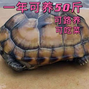 乌龟活物超大一对可下蛋家养宠物龟金线长寿龟大体草龟长得快