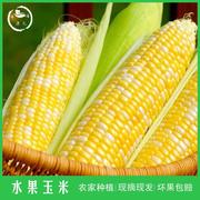 9斤_云南有机种植非基因，改造金银水果甜玉米，新鲜可榨汁即食非种籽