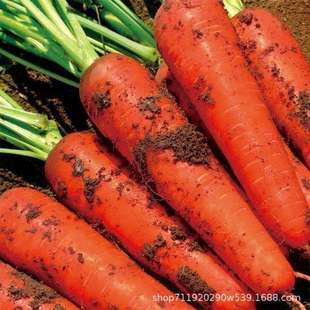 九寸三红胡萝卜种子高产水果萝卜种子黄胡萝卜紫胡萝卜种子