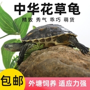 中华花龟珍珠龟小乌龟活体六线草龟苗活物宠物龟长寿观赏小乌龟