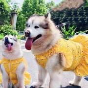 狗狗衣服夏季公主风金毛萨摩耶阿拉斯加大型犬狗狗裙子薄款衣夏装