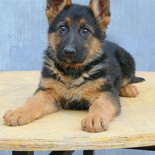 纯种德牧幼犬大型犬警犬弓背黑背幼崽狼狗德国牧羊犬幼犬宠物狗狗