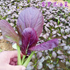 紫油菜种子春秋冬季小青菜籽快菜蔬菜种孑阳台盆栽易活四季菜种籽