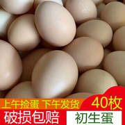 广西土鸡蛋农家散养鸡蛋新鲜初生蛋鲜鸡蛋草鸡蛋初产蛋40枚整箱