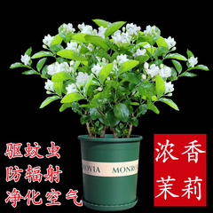 茉莉花盆栽植物好养不断