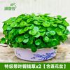 植物净化带叶水仙家用金钱草铜钱草水培园艺@盆栽花卉家庭绿植培