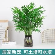 水培植物袖珍椰子盆栽凤尾竹富贵竹，散尾葵室内绿植净化空气吸甲醛