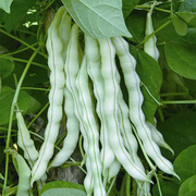 白不老芸豆种子九粒白四季豆无筋豆角种籽豇豆春季种植蔬菜种子孑