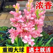 浓香型晚香玉重瓣种球多年生庭院阳台室内花卉盆栽耐热绿植花种子