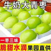 台湾牛奶新鲜大青枣苹果枣当季贵妃奶蜜枣水果甜冬枣子整箱5