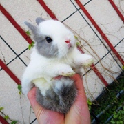 小兔子活物垂耳兔侏儒兔小型迷你A茶杯兔长不大宠物宿舍好养活幼