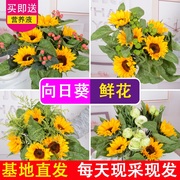 基地直发办公室装饰摆件客厅，向日葵花束鲜花瓶插花云南直批花材