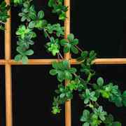 仿真植物绿叶装饰藤条，假花藤蔓室内橱窗造景绿植，管道缠绕遮挡树叶