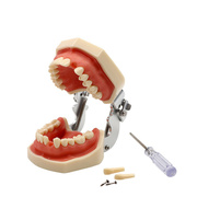 牙科模型口腔教学模型28颗软，牙龈练习模型，全口可拆卸牙齿