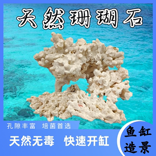 天然珊瑚海缸造景石水族珊瑚骨滤材鱼缸假山死石活石萌爬宠躲避屋