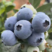 新鲜蓝莓清甜爽口大果云南当季新鲜蓝梅时令，孕妇营养水果1斤净重