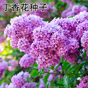 丁香花种子盆栽植物花卉庭院，阳台种子浓香花卉种籽春天紫丁香种子