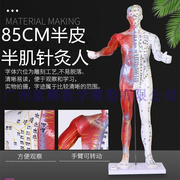 80cm半皮半肌肉解剖人体穴位模型，经络按摩男女，针灸y穴位中医教