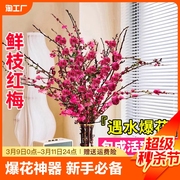 红梅水培植物干枝桃花卉室内鲜枝好养雪柳盆栽腊梅带花苞客厅鲜切