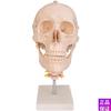 人体头颅骨模型头部骨骼带颈椎动脉脑解剖彩色骷髅头可拆教y