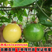 台湾金霸黄金百香果苗果树果苗北南方种植百香果树四季爬藤特大果