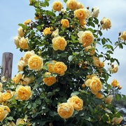 四季开藤本月季苗格，拉汉汤玛士阳台明黄色，爬墙多花玫瑰蔷薇浓香