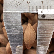 橄榄核原料手串天然核雕原籽项链脖挂文玩超小籽素念珠小直径1.0