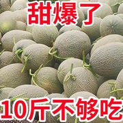 新疆哈密瓜新鲜一箱水果10斤当季整箱应季网纹瓜香甜蜜瓜应季