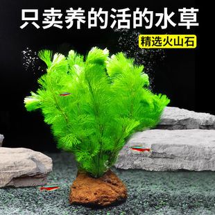 火山石水草组合套餐一整套新手水培植物造景净水鲜活羽毛淡水增氧