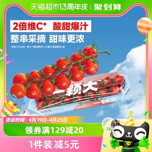 一颗大串番茄樱桃小西红柿，198g*6盒酸甜多汁新鲜采摘