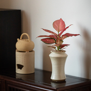 吉利红竹芋盆栽室内桌面办公室茶室花卉植物净化空气易养耐阴绿植