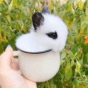 网红猫猫兔迷你侏儒兔儿童喂养活物小型茶杯长不大宠物垂耳兔活体