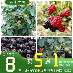 斯基园艺美国无刺黑莓 新一代黑树莓 庭院爬藤蔓植物