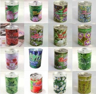 小花农罐头花创意迷你小盆栽植物，易拉罐种子花卉儿童幼儿园植物角