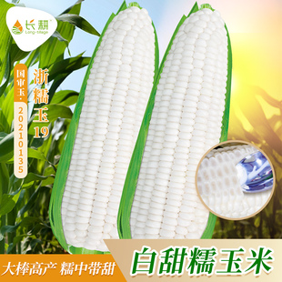 浙糯玉19白玉米种子甜糯玉米种籽高产杂交四季国审水果玉米孑