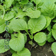 小白菜种子种籽夏季阳台种菜盆栽蔬菜芽苗菜四季青菜秋季孑菜子种