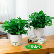 绿萝盆栽室内植物吸除甲醛净化空气水培花卉绿植绿箩新房家用桌面