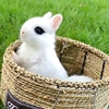 兔子活物迷你侏儒凤眼海棠，小型茶杯兔，长不大的儿童宠物垂耳兔活体