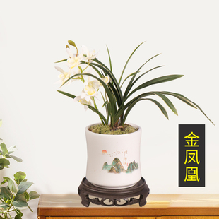 建兰名品金凤凰金边带陶瓷盆花大色艳种植客厅花卉种植绿植盆
