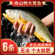 舟山大黄鱼礼盒装深海小黄花鱼鲜活冷冻生鲜海鲜海鱼新鲜水产商用
