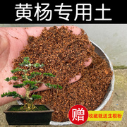 黄杨专用土营养土黄杨土有机酸性土壤家用盆栽植物种植土红土花肥