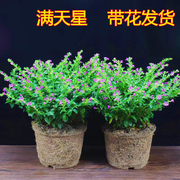 满天星盆栽带花苞花草植物四季开花阳台室内花卉绿植盆景